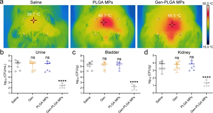 HKUMed designs a novel in-situ microwave hyperthermia therapy 
to boost the efficacy of conventional antibiotics 
by overcoming multidrug-resistant Escherichia coli infections