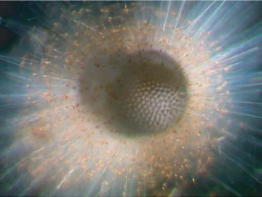 HKU ecologists and international team discover
Ongoing and future tropical diversity decline