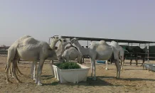 HKU and international research teams find Middle East respiratory syndrome (MERS) coronavirus from dromedary camels in Egypt