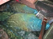 International Meeting on Important threatened fish, Humphead Wrasse