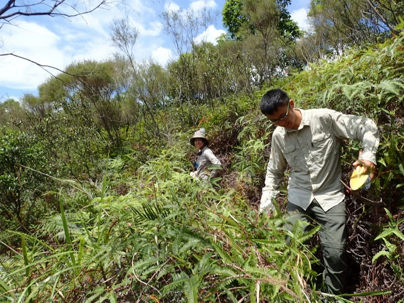 Ms Ying LUO and Mr Chase Liu Wei WANG from the Insect Biodiversity and Biogeography Laboratory resampling ants in a shrubland in 2010s. (Photo credit: Insect Biodiversity and Biogeography Laboratory.)  