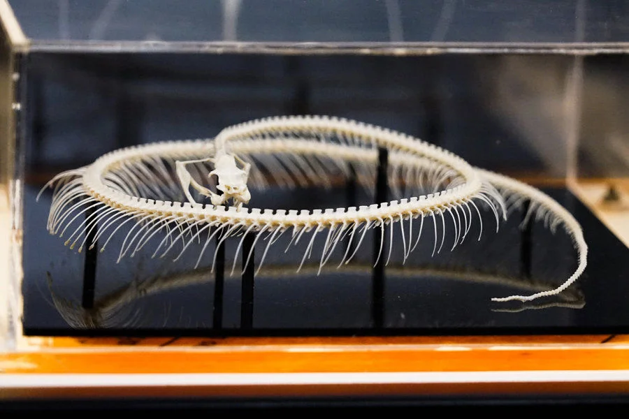 A snake skeleton prepared by amateur naturalist and herpetological expert, Father Anthony Bogadek.