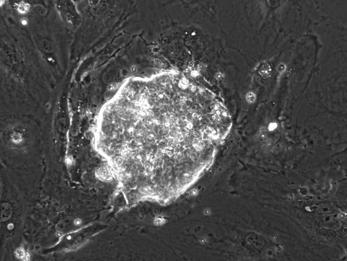 HKU Discovers Stem Cell Breakthrough 
Offers New Avenue for Advancing Research into Embryonic Development, Regenerative Medicine, Biotechnology and Agriculture