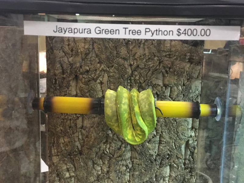 Image 1: A striking Jayapura green tree python, likely wild-caught, highlighting the beauty and vulnerability of species in the wildlife trade. Photo Courtesy of Julie Lockwood.   