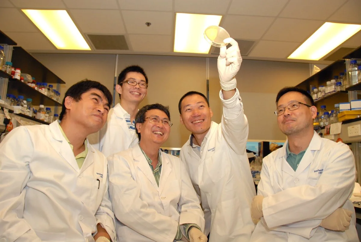 HKU with an international research team revealed a novel principle for forming biological patterns Shed light on the formation of natural biological structures