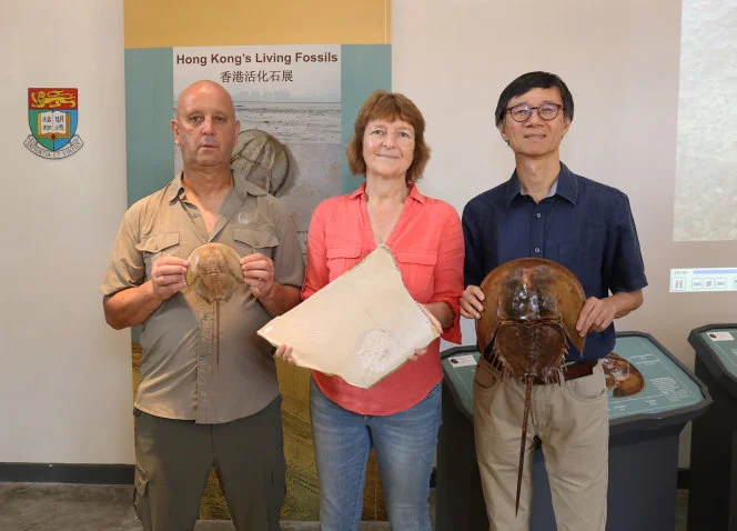 HKU Stephen Hui Geological Museum exhibition to launch on Endangered Species Day 2018 “Hong Kong’s Living Fossils” – the evolution of horseshoe crabs