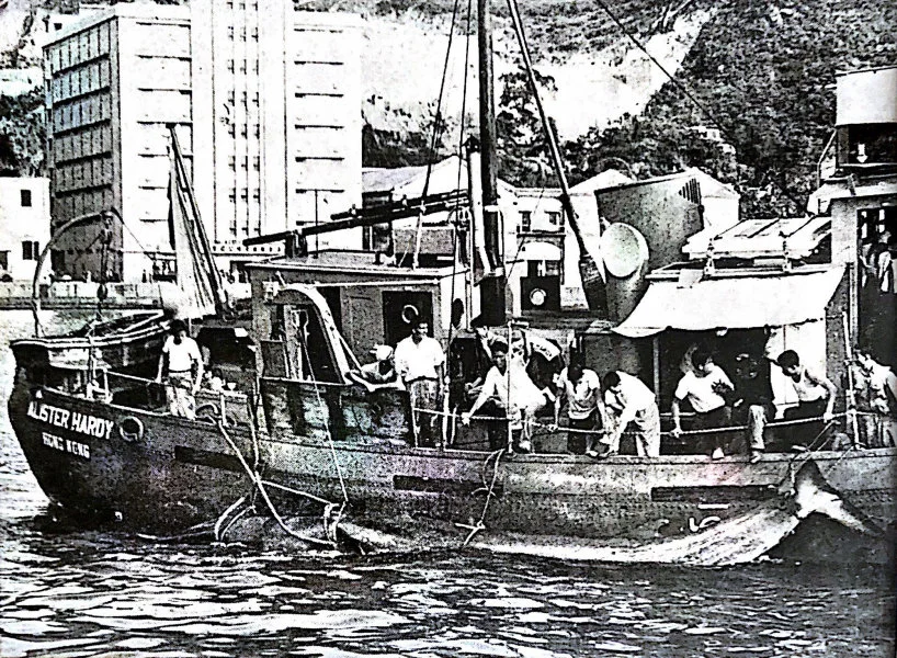 Image 11: The dead whale was tied onto the Research Vessel Alister Hardy and towed to Aberdeen on April 12, 1955. (Photo credit: Spectrum, No. 4, May 1955)