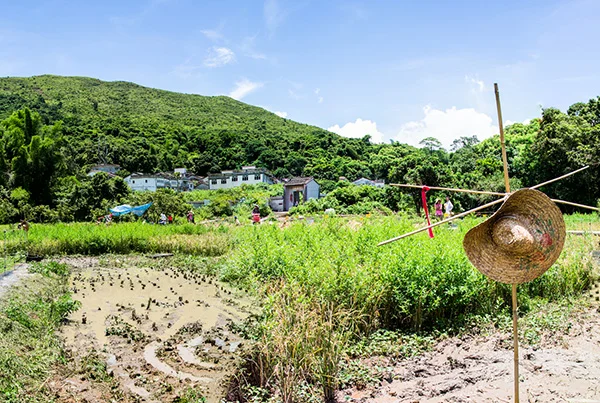 The cultural landscape in rural villages is the result of interaction between villagers and nature environment and is an excellent example of the concept of Satoyama. (photo credit: Policy for Sustainability Lab)    