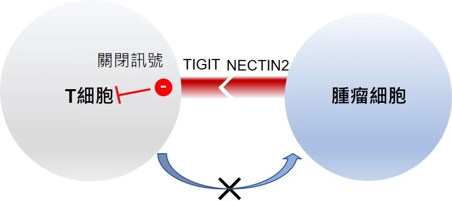 The research team identified an important TIGIT-NECTIN2 immune checkpoint axis in liver cancer, of which the molecular ligand - NECTIN2, on tumour cell surface is bound to one of the T cell receptors – TIGIT, and could induce a ‘off’ signal to suppress T cell activity. This indicates the possibility to restore immune attack on tumour cells by creating inhibitor that could target TIGIT-NECTIN2 immune checkpoint axis, as well as developing a more effective precision treatment for liver cancer.  