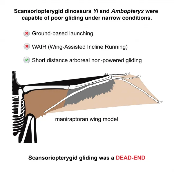 Figure 3. Graphical summary of the major findings of the new study. Image credit: Dececchi et al. 2020.  