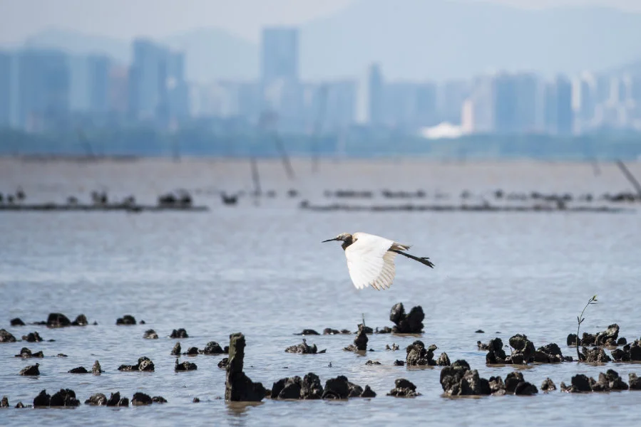 Oyster reefs in Hong Kong ©Kyle Obermann/Courtesy TNC  