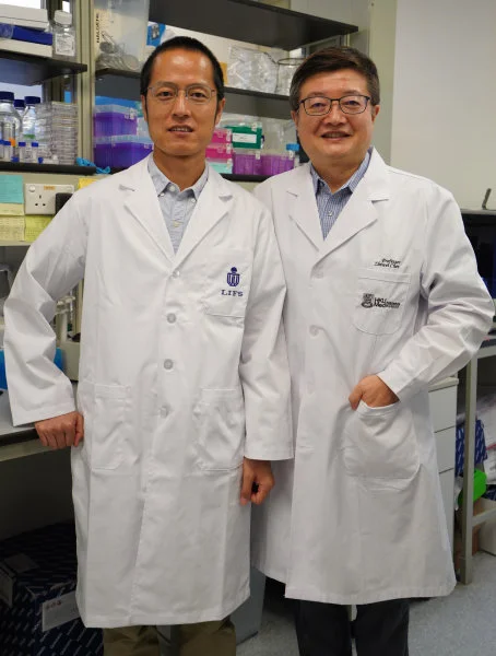 A joint research team from the LKS Faculty of Medicine, The University of Hong Kong (HKUMed) and The Hong Kong University of Science and Technology (HKUST) have demonstrated that ZCB11, a broadly neutralising antibody derived from a local mRNA-vaccinee against the spreading Omicron variants of SARS-CoV-2, displays potent antiviral activities against all variants of concern (VOCs), including the dominantly spreading Omicron BA.1, BA1.1 and BA.2. The research team members include (from right): Professor Chen Zhiwei, Director of AIDS Institute of the University of Hong Kong and Professor of the Department of Microbiology, School of Clinical Medicine, HKUMed, and Professor Dang Shangyu, Assistant Professor of Division of Life Science, the Hong Kong University of Science and Technology.  