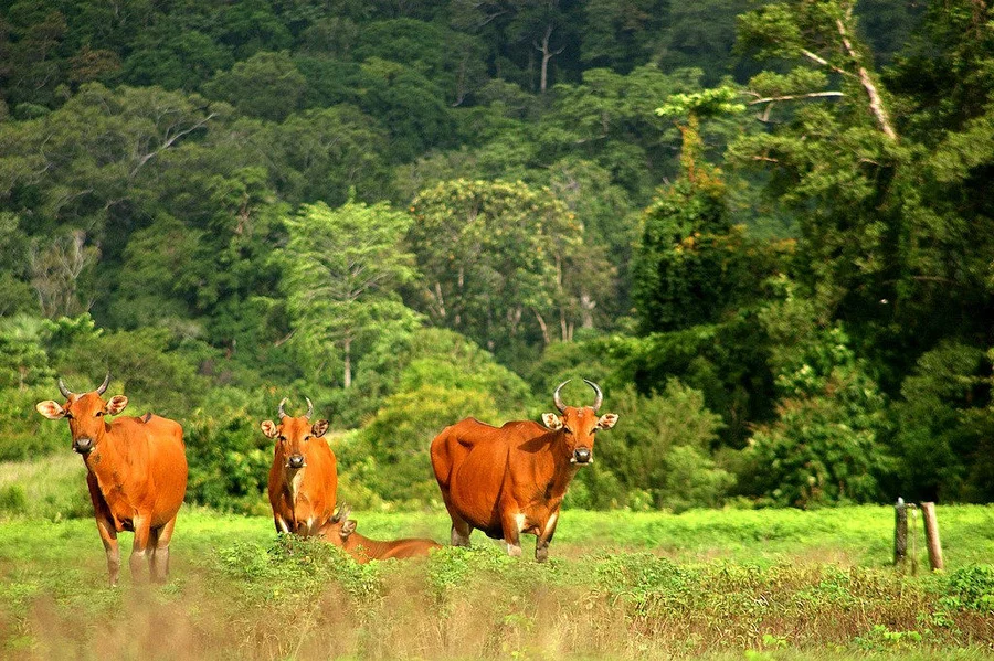 Banteng, Endangered