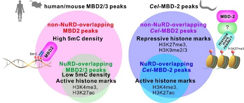 HKU Biologists Discover Alternative Systems that Help Cells Control Genes