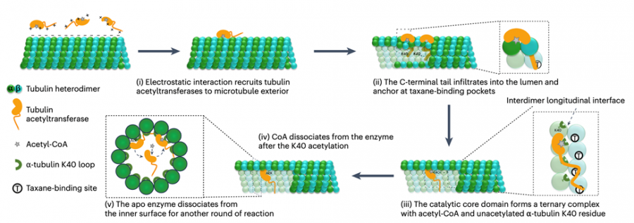 Schematic illustrating a stepwise model for tubulin acetyltransferases to enter the lumen and catalyse the tubulin acetylation.  