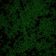 HKU-led study finds natural food dye can stop fungus in its tracks