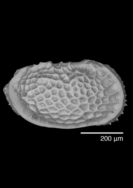 One of the small shells - Ostracod, Neocytheretta faceta. (Photo credit: Dr Yuanyuan Hong)  