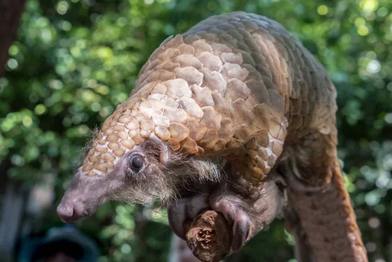 Genomic Analysis of Seized Pangolin Scales Illuminates
Pathways of Illegal Trade from Africa to Asia