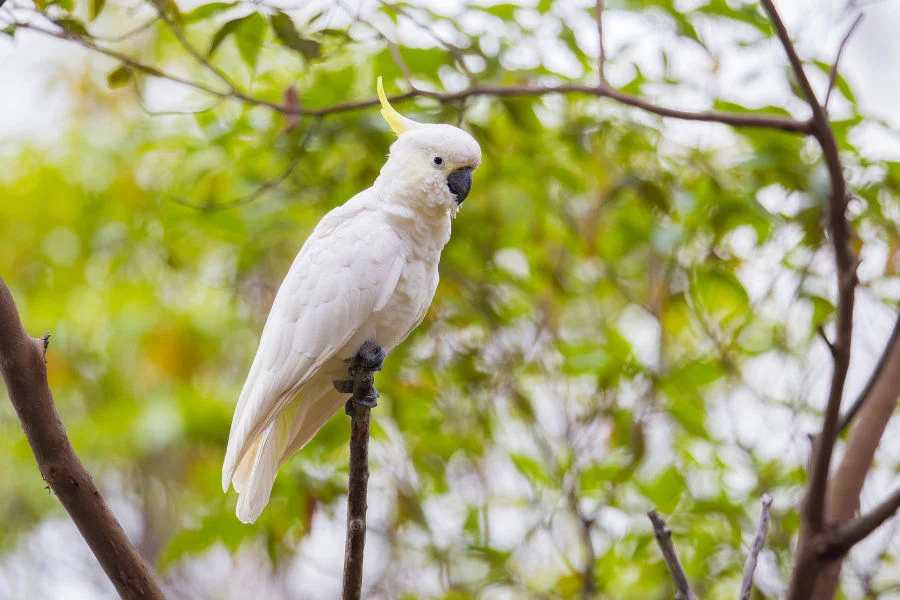 The photo shows a Sulphur-crested Cockatoo (Cacatua galerita), a species that closely resembles the critically endangered Yellow-crested Cockatoo (Cacatua sulphurea). Despite their similar appearance, accurate classification is crucial for conservation efforts, as the Yellow-crested Cockatoo is critically endangered and requires targeted protection. Photo credit: Matthew Kwan  