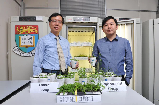 HKU botanists discover a new plant growth technology 
that may alleviate climate change and food shortage