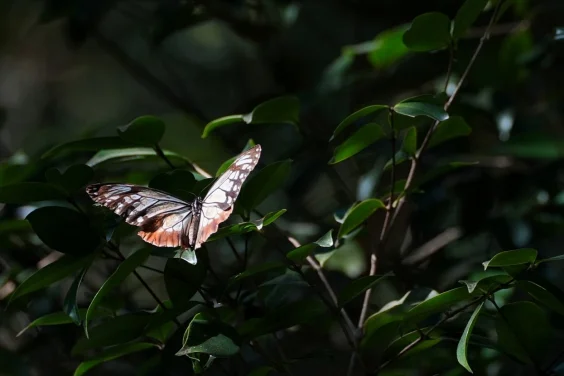 HKU Researchers Document Chestnut Tiger Butterfly's New Record 3,000 km Flight from Japan to Hong Kong