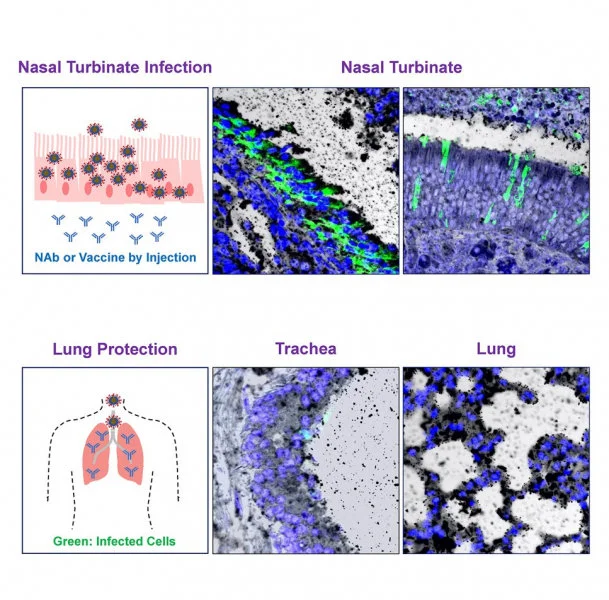 HKUMed research team reveals that while systemic HuNAb suppresses SARS-CoV-2 replication and injury in lungs, robust viral infection in the nasal turbinate may help the virus to evade antibody and therefore contribute to subprotection and reinfection. This finding not only reveals a mechanism underlying the difficulty of full protection against asymptomatic infection, but also highlights the importance of COVID-19 mucosal vaccine development.  