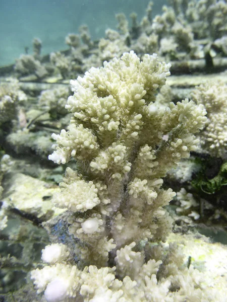 2. An Acropora Cytherea nubbin at the coral nursery ground of the InterContinental Moorea Resort & Spa (Moorea, French Polynesia) (Credit: Dr Isis Guibert)