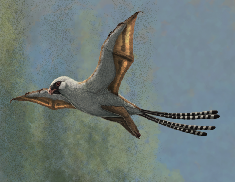 Figure 2. Life reconstruction of the bat-winged scansoriopterygid dinosaur Ambopteryx in a glide. Image credit: Gabriel Ugueto.  