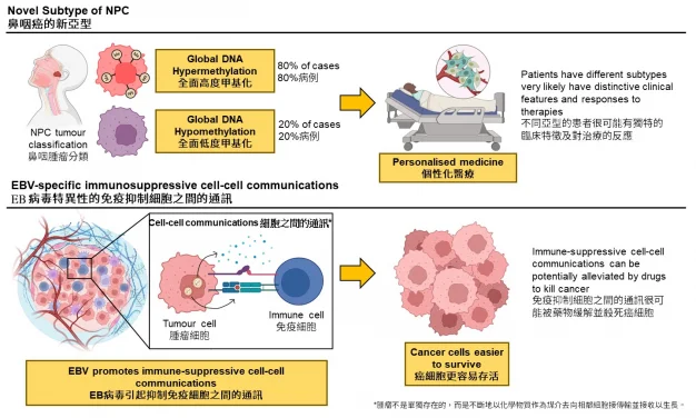 HKUMed discovers a novel subtype of nasopharyngeal carcinoma and Epstein-Barr virus associated immune suppression
Leads to potential therapeutic targets