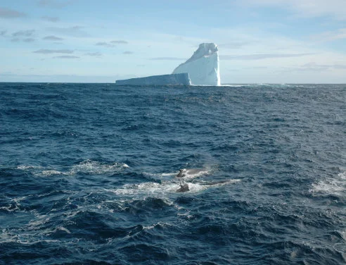 HKU Palaeobiologists Unlock 500,000 Years of Fossil Records
Revealing Climate Change Impacts on Southern Ocean Ecosystems
and Risks of Marine Carbon Removal
