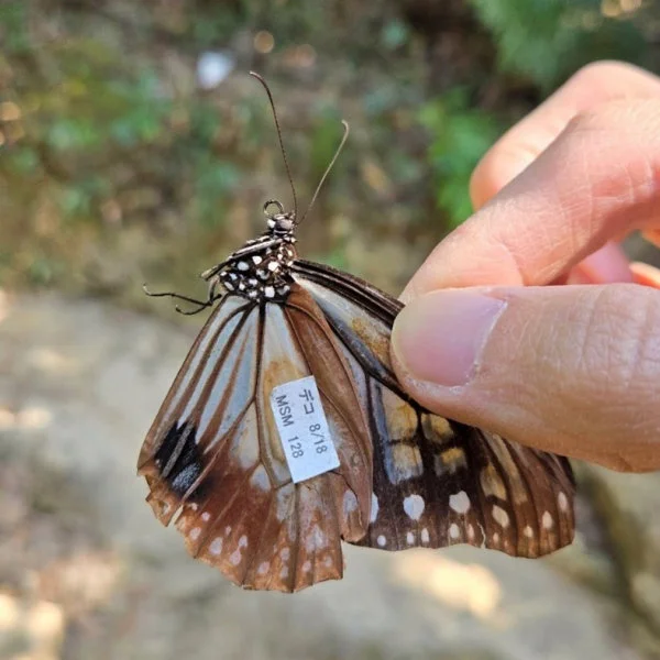 Figure 2: The Chestnut Tiger (Parantica sita) captured in Repulse Bay on Dec 21 2024 was tagged in Japan on Aug 18 2024. Photo courtesy: Yuet Fung Ling.   