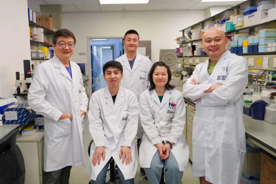 HKUMed discovers key protein that enables ‘shock & kill’ strategy for HIV latent virus clearance