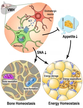 HKU Scientists Unveil Significant Discovery
with Potential Impact on Obesity and Osteoporosis Treatments