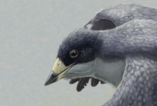 Figure 4. Reconstruction of the early fossil beaked bird Confuciusornis. The beak of Confuciusornis was previously studied by this team (see note 1) and found to have strength similar to birds eating plants or insects. Image credit: Gabriel Ugueto.  