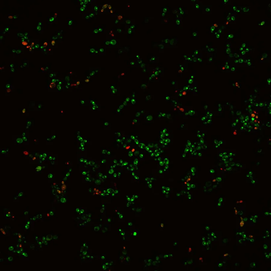 HKU-led study finds natural food dye can stop fungus in its tracks