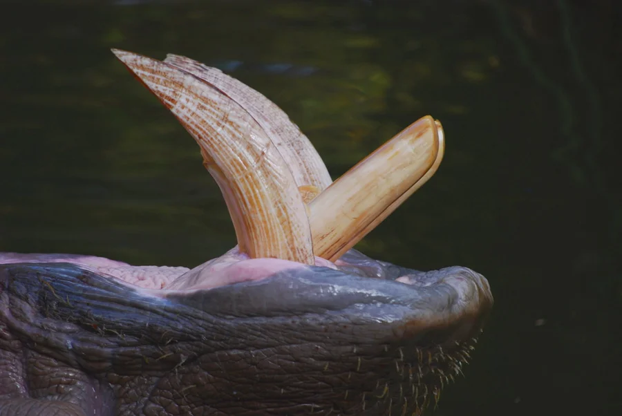 Hippo teeth are traded as ornaments (Credit:Peripitus)