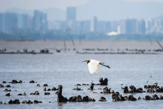 New research makes strong case for restoring Hong Kong’s lost oyster reefs — Seven square meters of a HK oyster reef can filter up to one Olympic swimming pool of water in a single day