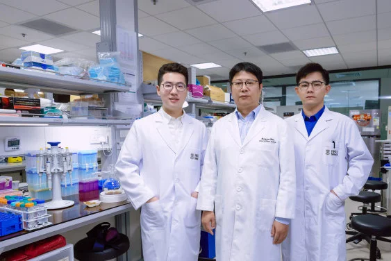 HKUMed discovers a mechanism of C-reactive protein that exacerbates inflammation in diabetic kidney disease, offering new treatment directions for patients