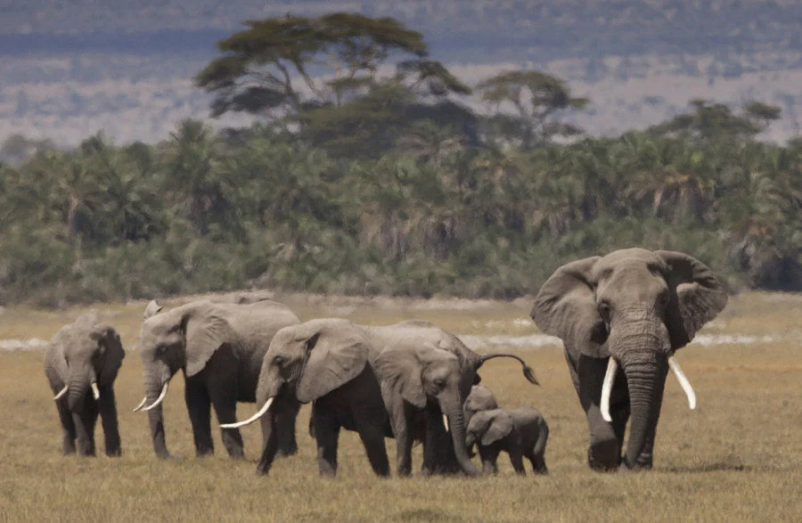 A group of savanna elephants (Loxodonta africana) in Amboseli National Park, Kenya (Photo Credit: Alex Hofford/WildAid)
