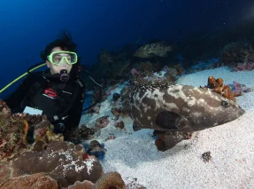 A billion-dollar business puts grouper species and people 
in the trade at risk 
HKU- led research finds over one-tenth of groupers of at least 
20 popular species facing extinction from overfishing and illegal trade