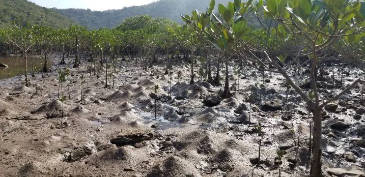 Invertebrate animals influence many ecological functions of mangrove forests, like the change in surface topography caused by the mounds of burrowing crustaceans at Sam A Chung, located in the northeastern part of Hong Kong. (Photo credit: Joe S Y Lee)