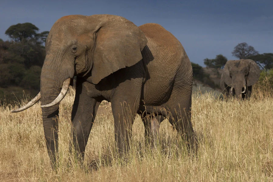 Two savanna elephants (Loxodonta africana) in Tarangire National Park, Tanzania (Photo Credit: Alex Hofford/WildAid)
