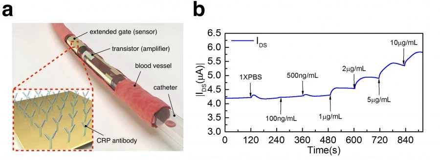 Figure 1   a) Conceptual image of a CRP sensor in ventricular catheter implanted in blood vessel.                  b) Transistor channel current increase against CRP concentration.