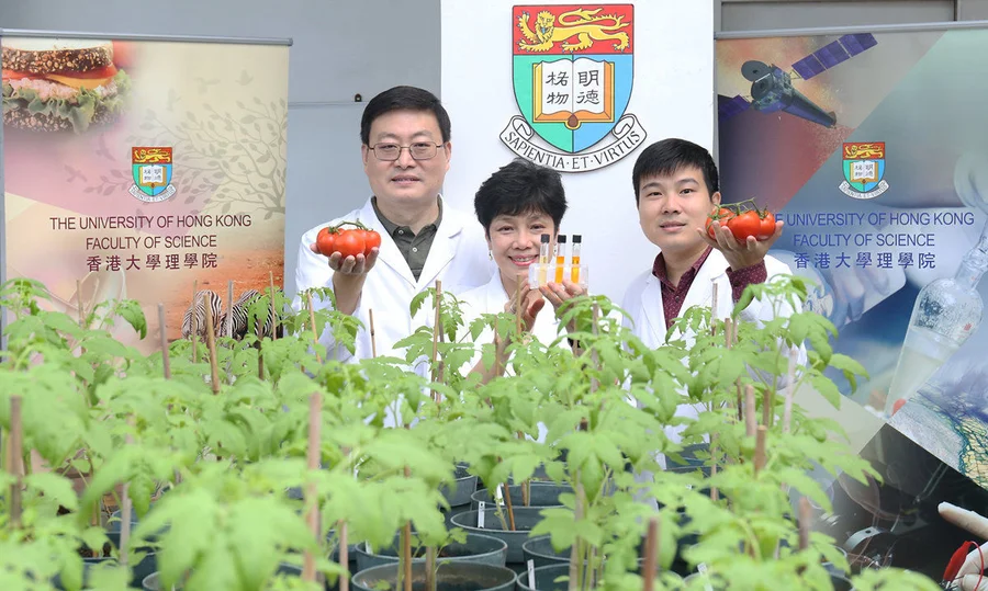 Professor Chye Mee-len (middle) and her research team generates tomatoes with enhanced antioxidant properties by genetic engineering. Dr Wang Mingfu is on the left and Dr Liao Pan on the right.