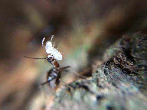 HKU’s co-led study reveals termites mitigate effects of drought in tropical rainforest