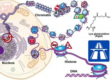 Decoding a new sign in chromatin maze:
HKU chemical biologists identify a new histone mark that regulates chromatin structure during gene expression and DNA repair
