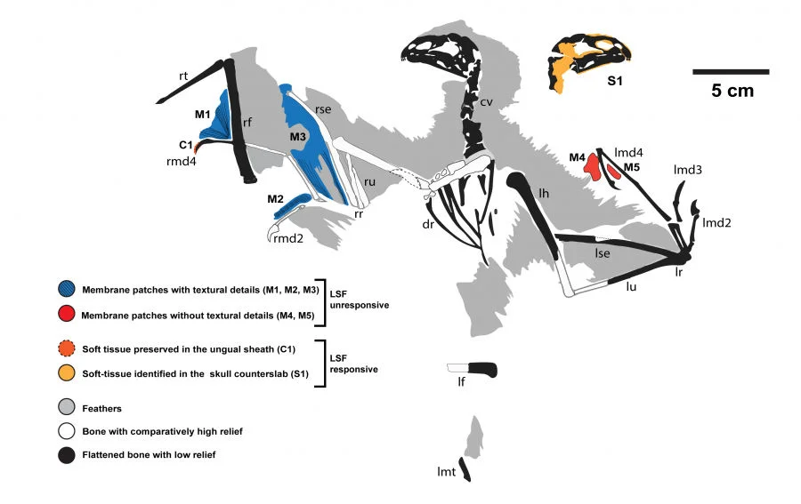 Figure 4. Map of the skeleton and preserved soft tissues of Yi qi. Laser-Stimulated Fluorescence (LSF) is a laser-based imaging technique co-developed at HKU that was used to collect the anatomical information for the study. Image credit: Dececchi et al. 2020.   