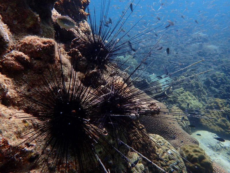 Image 3: Sea urchins are essential to maintain function of coral reefs but may not be able to perform their role under increasingly intense marine heatwaves. Photo: Dr Bayden Russell.  