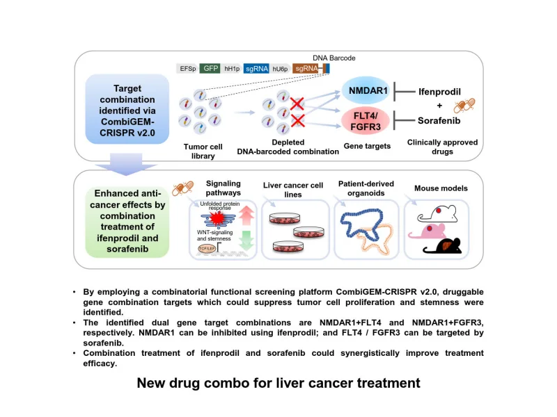 HKUMed research team identifies new drug combo for liver cancer  via CRISPR-Cas9 screen