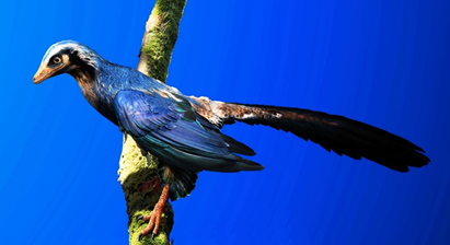 Life reconstruction of Archaeopteryx, the iconic early bird from the Solnhofen Limestones in southern Germany. Image credit: Julius T. Csotonyi.   